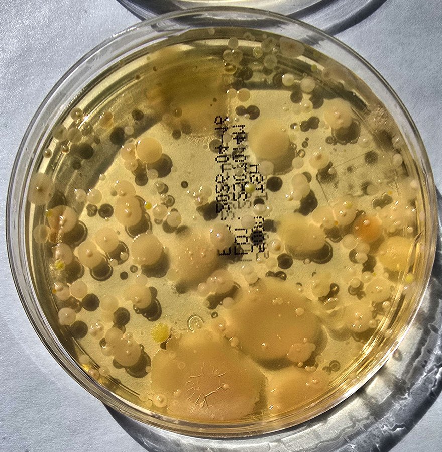 Dryer output sample plate, heavily contaminated