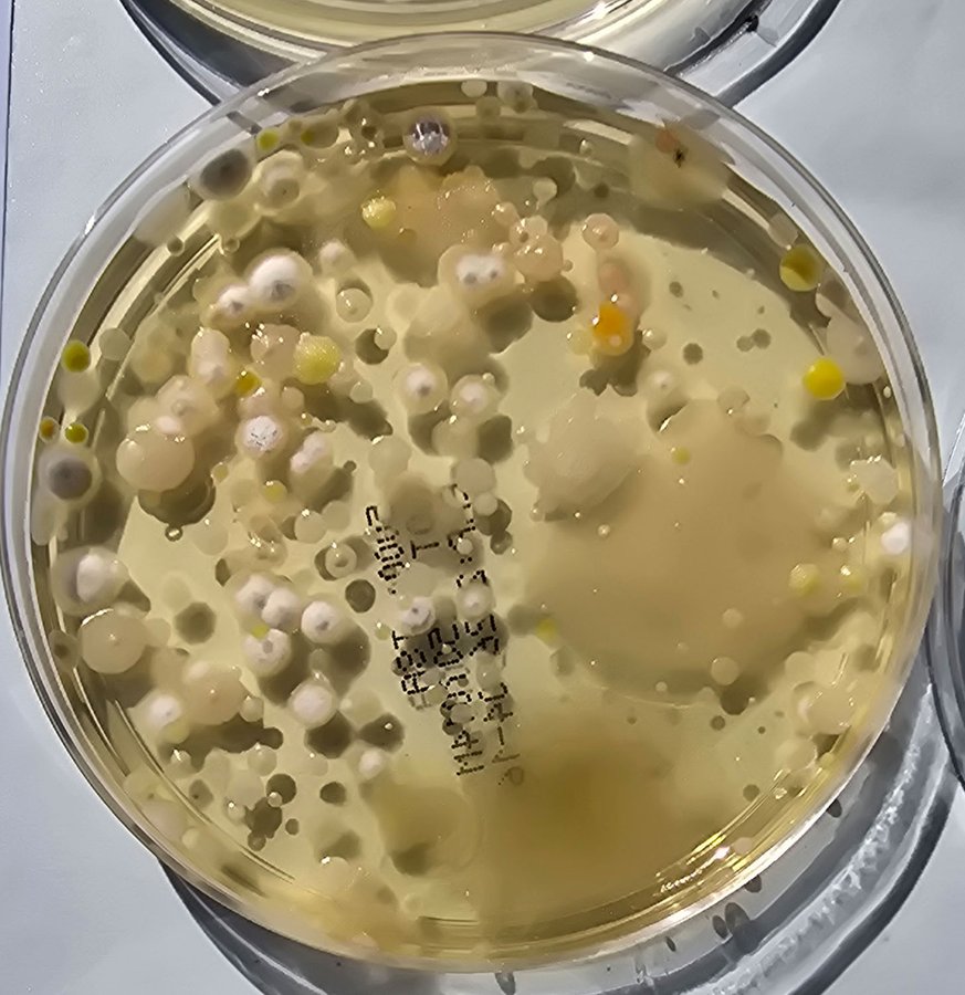 Dryer output sample plate, heavily contaminated