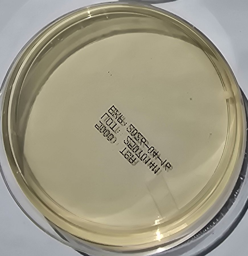 Room air sample plate, nearly sterile
