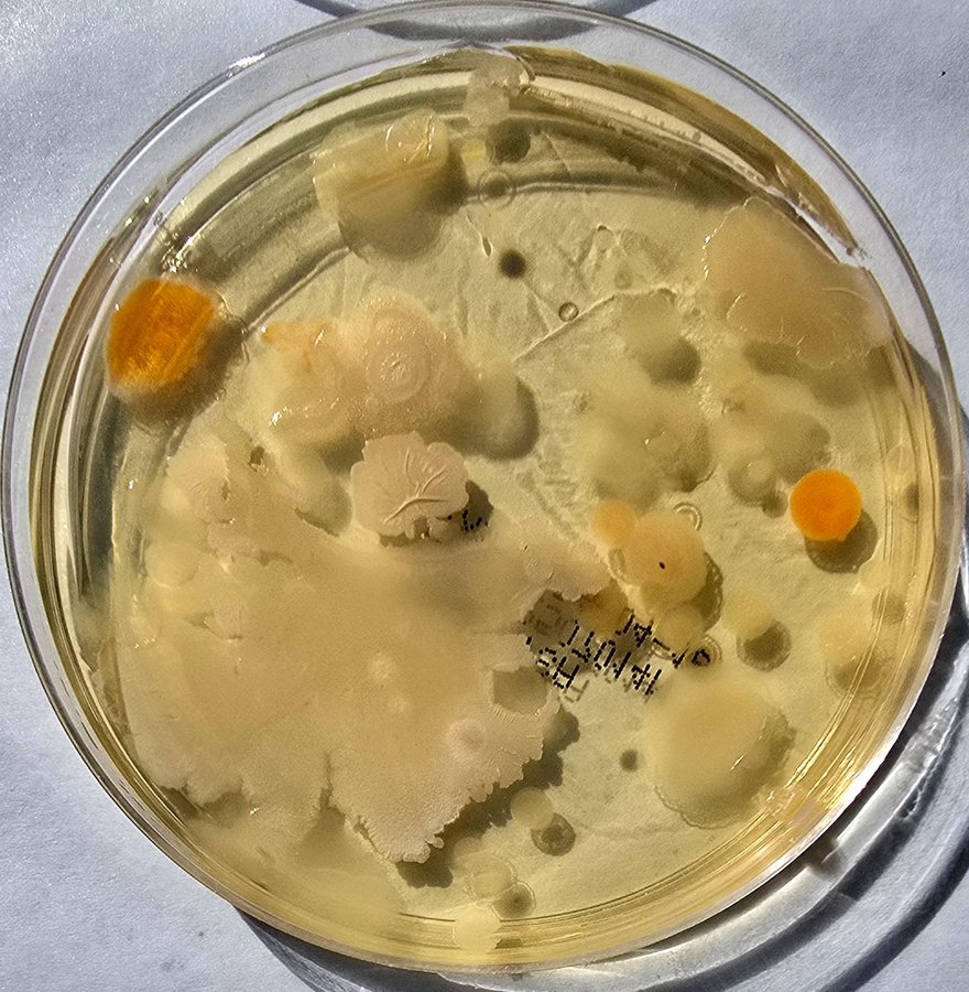 Brown paper towel sample plate, contaminated