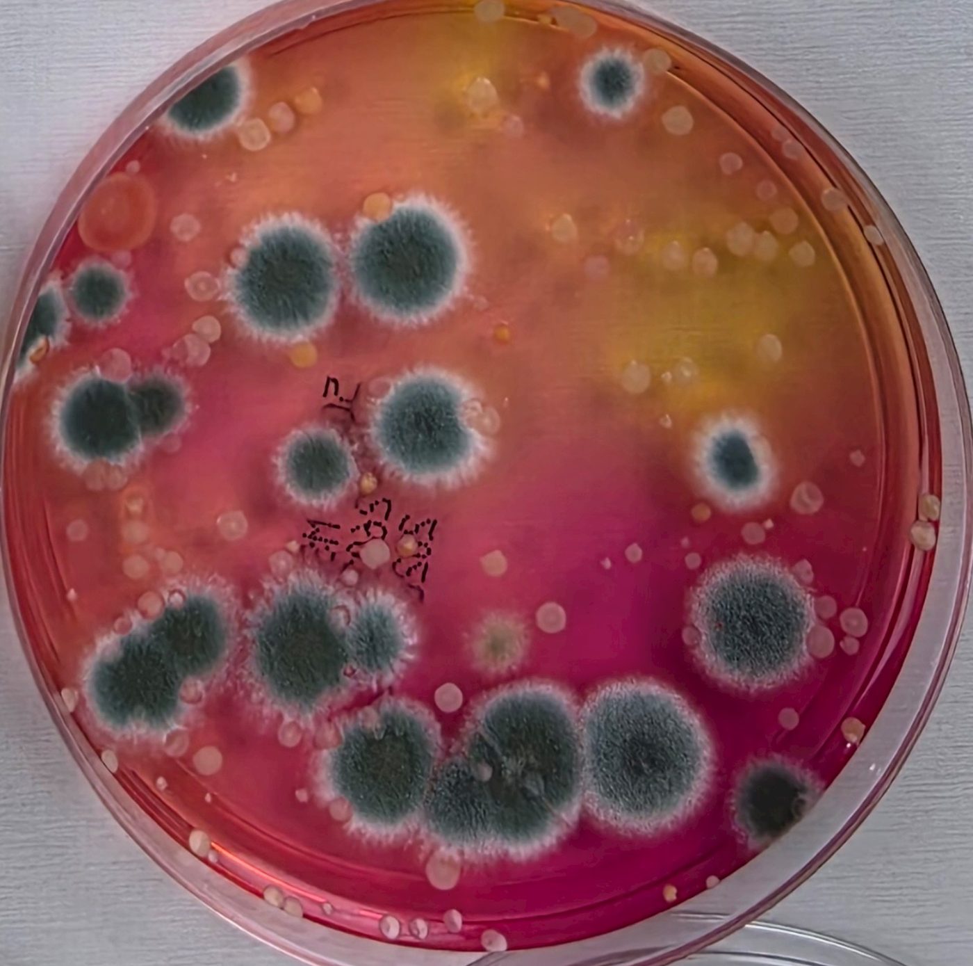Mold colonies on a plate