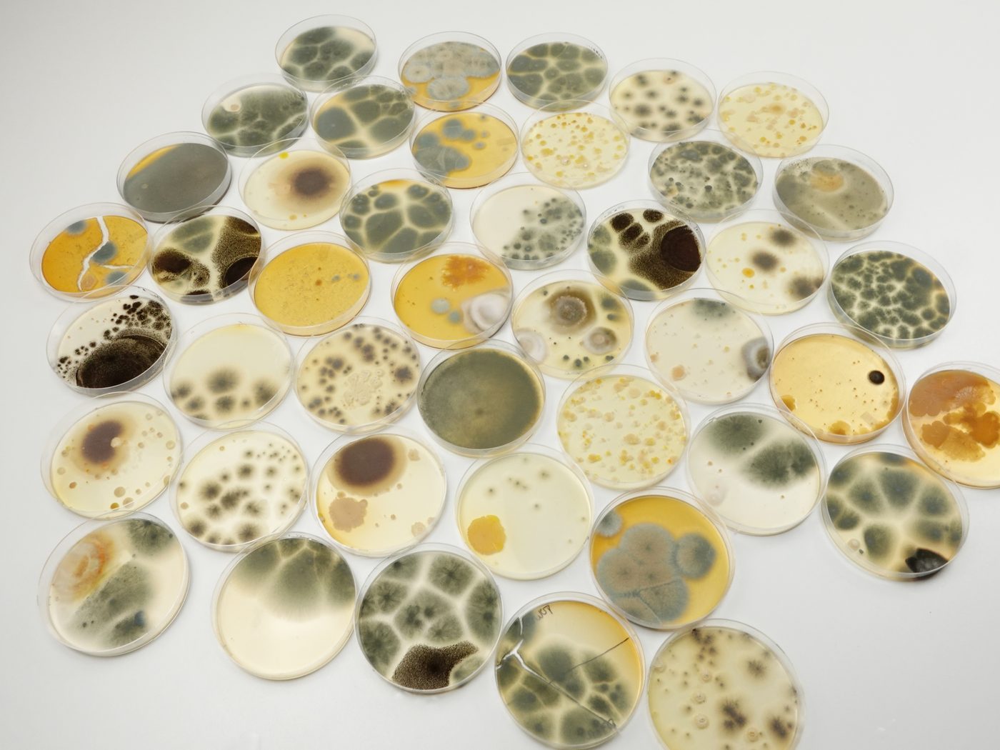 Dozens of contamination plates