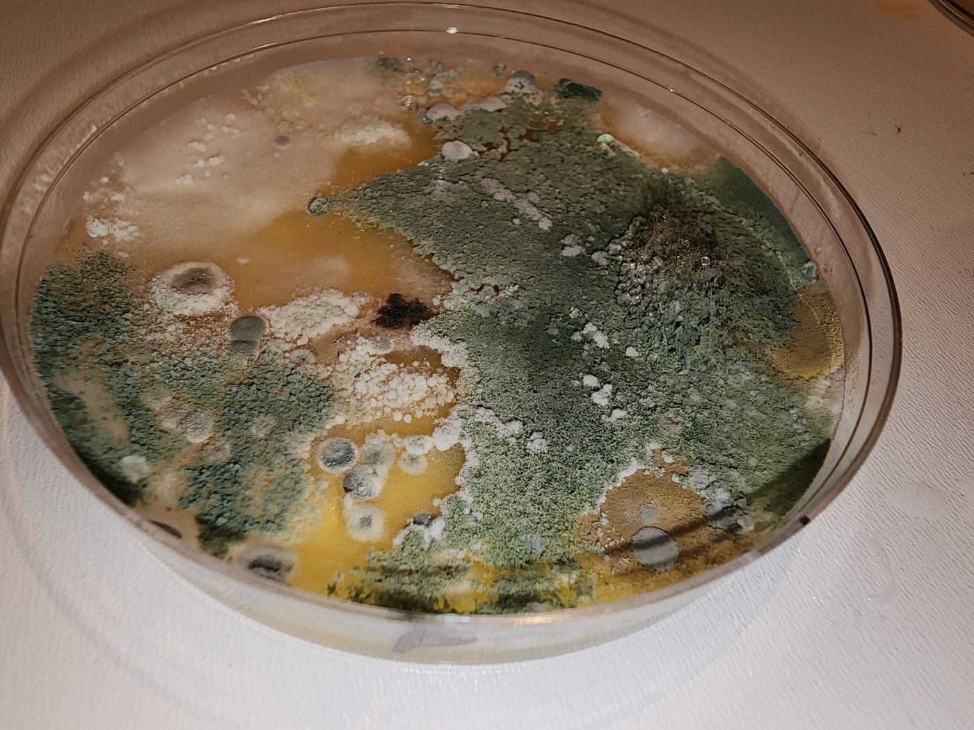 Heavy mold growth on a plate